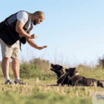 Encourage Positive Behavior in Your Dogs