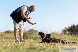 Encourage Positive Behavior in Your Dogs