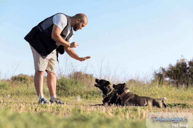 Encourage Positive Behavior in Your Dogs