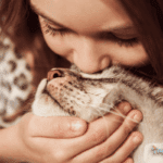 Girl kissing cat, and affectionate cat loves the cuddles