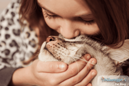 Girl kissing cat, and affectionate cat loves the cuddles