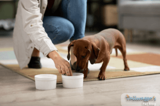 Dachshund transitioning to adult dog food with owner demonstrating proper feeding technique using two bowls