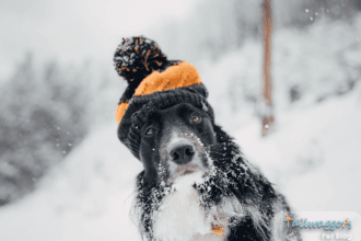 Dog staying warm during winter