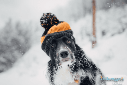 Dog staying warm during winter