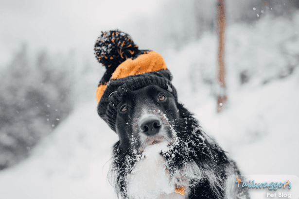 Dog staying warm during winter