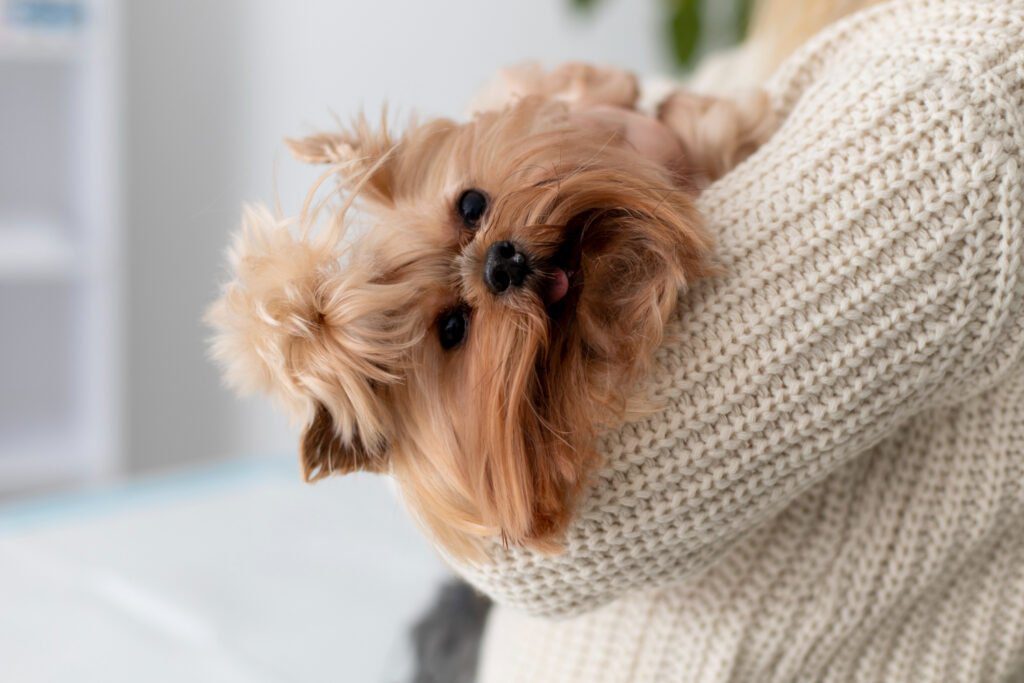 Owner holding a Yorkshire Terrier on its back, looking at the camera with a loving gaze