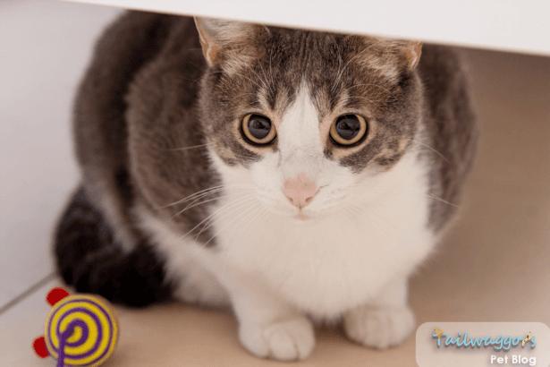 Grey and white domestic cat displaying anxiety symptoms with dilated pupils and tense body language while looking at owner