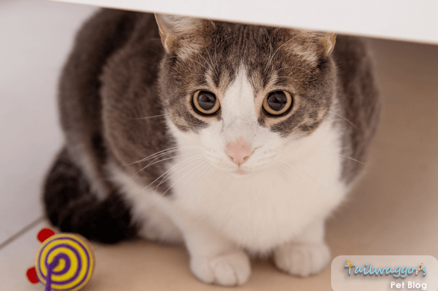 Grey and white domestic cat displaying anxiety symptoms with dilated pupils and tense body language while looking at owner