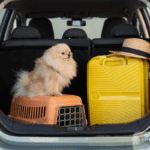 Dog preparing to travel with owner in boot of the car
