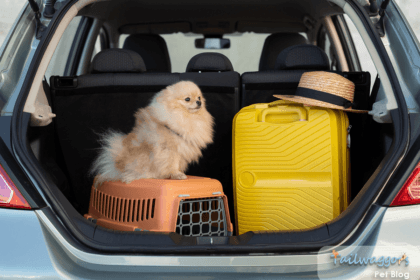 Dog preparing to travel with owner in boot of the car