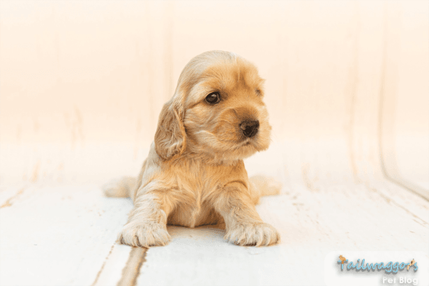 cute puppy photographed
