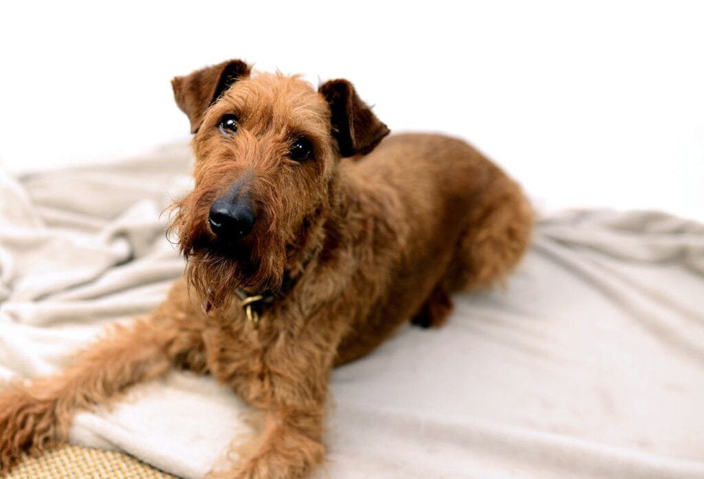 Senior Irish Terrier resting comfortably on orthopedic bed, demonstrating the importance of joint care in aging terriers while maintaining alert expression