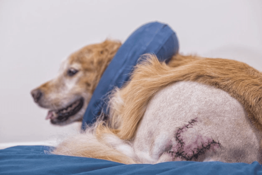 Senior Golden Retriever lying on a bed with a healing suture line, showcasing a normal post-surgery wound a few days after surgery.