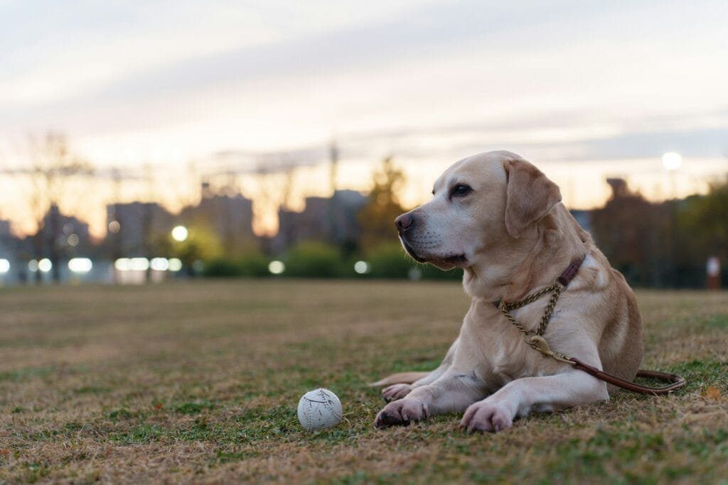 Senior Labrador Retriever wearing a harness resting in park, attentively watching a basketball, demonstrating the breed's sustained playfulness despite age