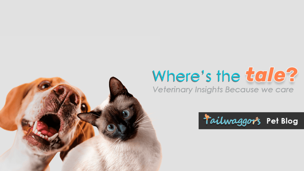 A playful beagle and a curious Siamese cat on Tailwaggors' social banner with the text: 'Where's the tale? Veterinary Insights because we care.' Tailwaggors logo displayed.