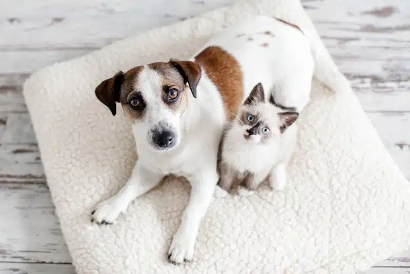Jack Russell and blue-point Ragdoll kitten sitting together in a dog bed