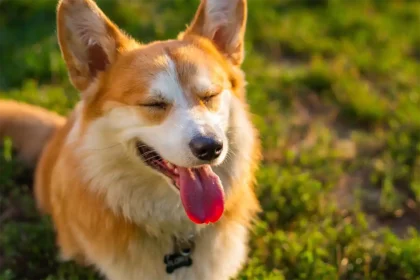 Corgi sitting on grass lawn with tongue out, eyes closed