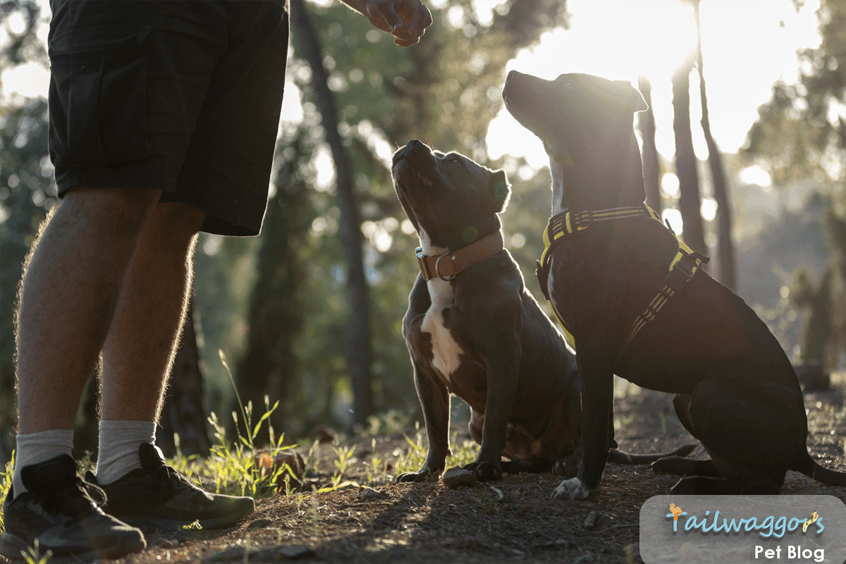 Two well-trained American Staffordshire Terriers sitting attentively in a wooded setting, focused on their owner's treat-holding hand, demonstrating successful positive reinforcement training