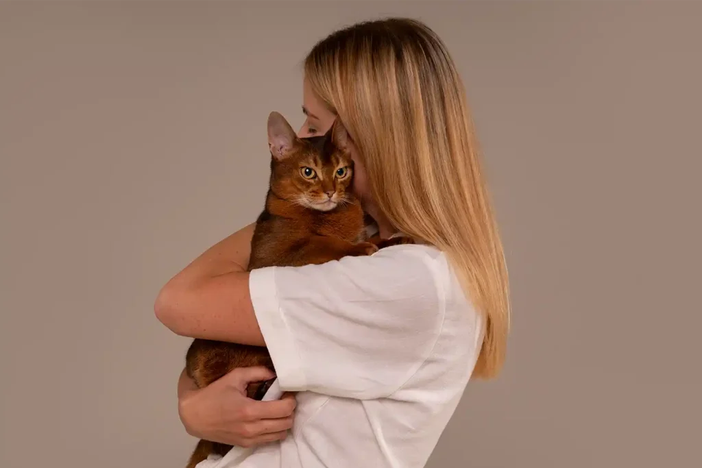Abyssinian cat being affectionately held by a girl in a white outfit, showcasing the bond between pets and their owners