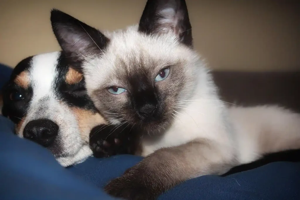 Siamese cat lying contentedly next to a Jack Russell mix dog, looking affectionately at the camera.