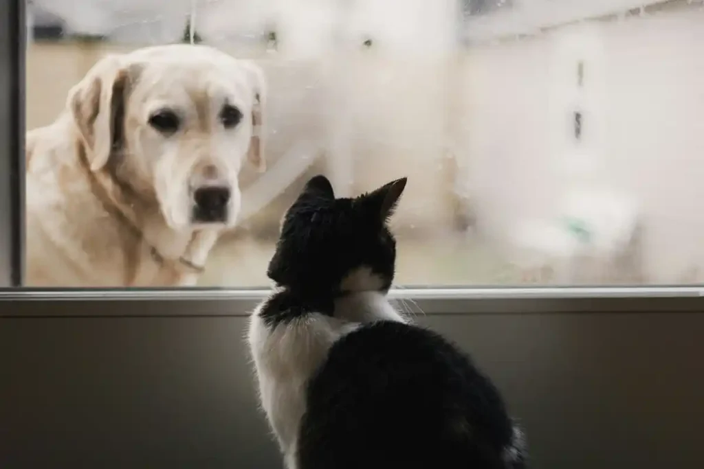 Labrador Retriever looking at a black and white domestic shorthair cat through a glass door