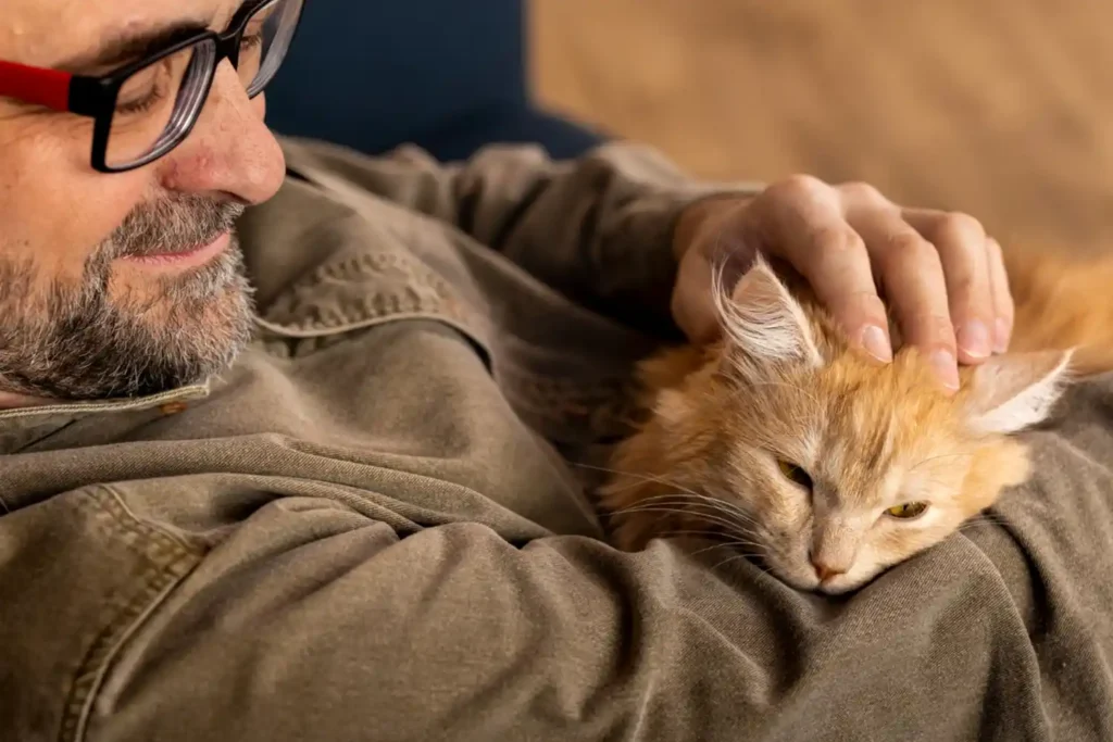 Man affectionately patting a ginger longhaired cat sleeping on a couch, showcasing feline affection and trust.