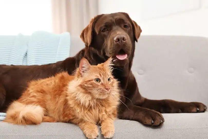 Chocolate Labrador sitting with a ginger Maine Coon on a couch