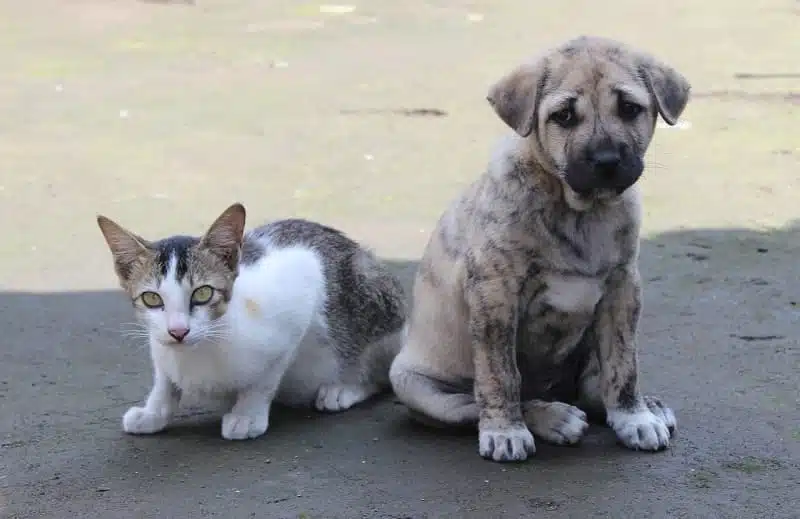 Domestic shorthair female cat sitting with a mixed-breed puppy