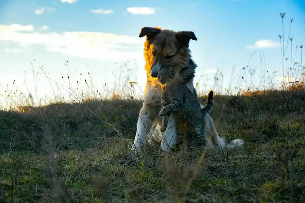 Long-haired dog in outdoor field with a cat rubbing against its front legs