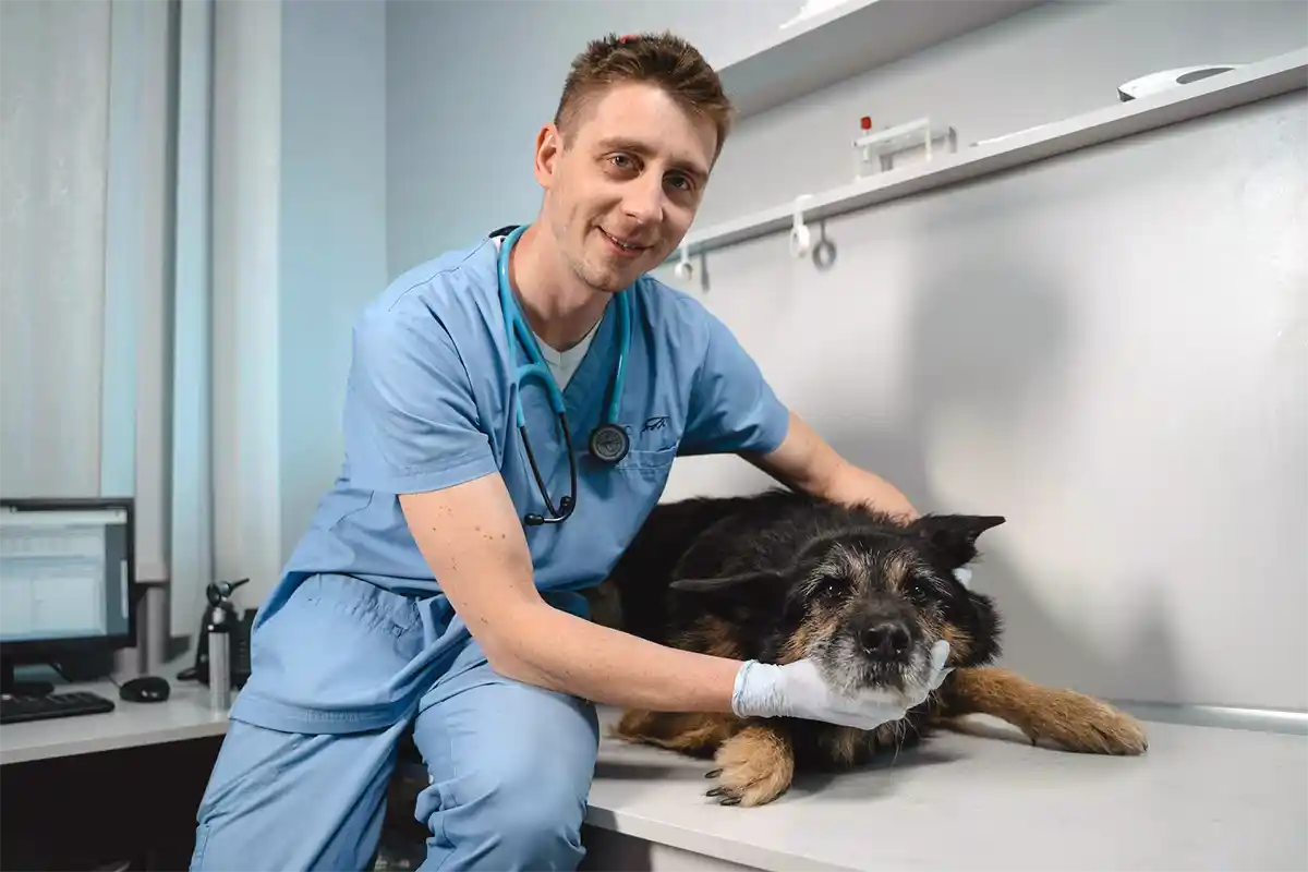 Veterinarian carefully examining a senior dog during a medical checkup