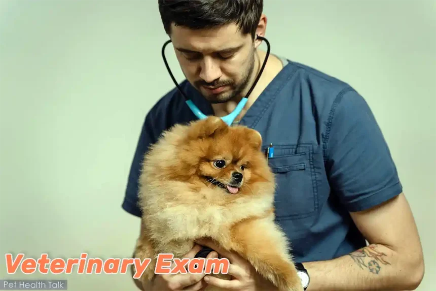 Veterinarian performing a physical exam on a toy Pomeranian during a routine checkup.