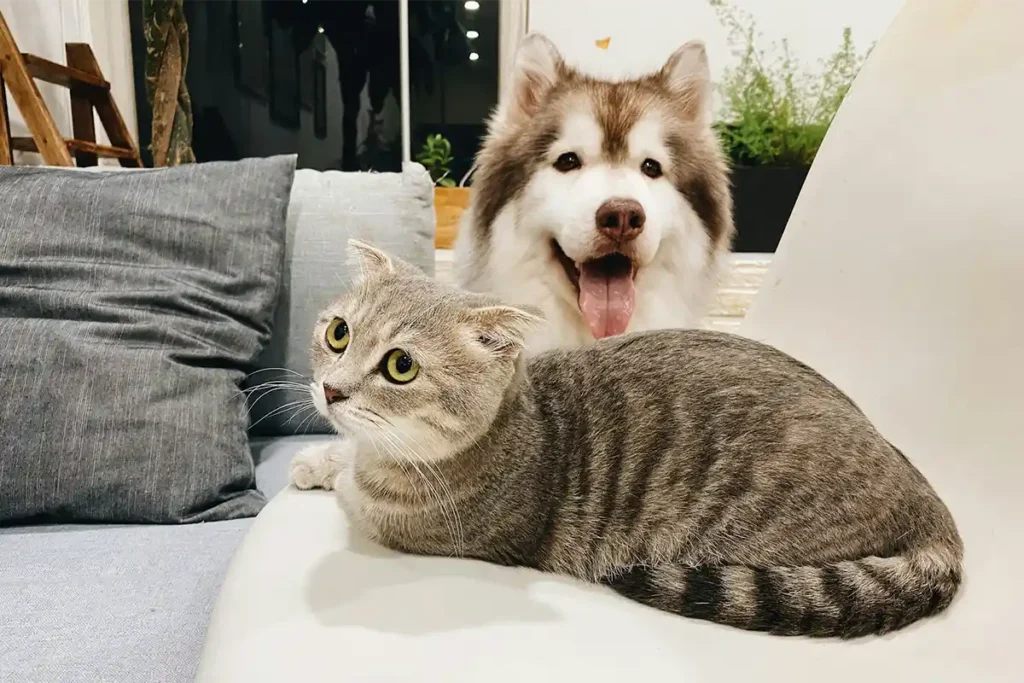 Scottish Fold mix cat sitting on couch, moving away from a nearby Husky