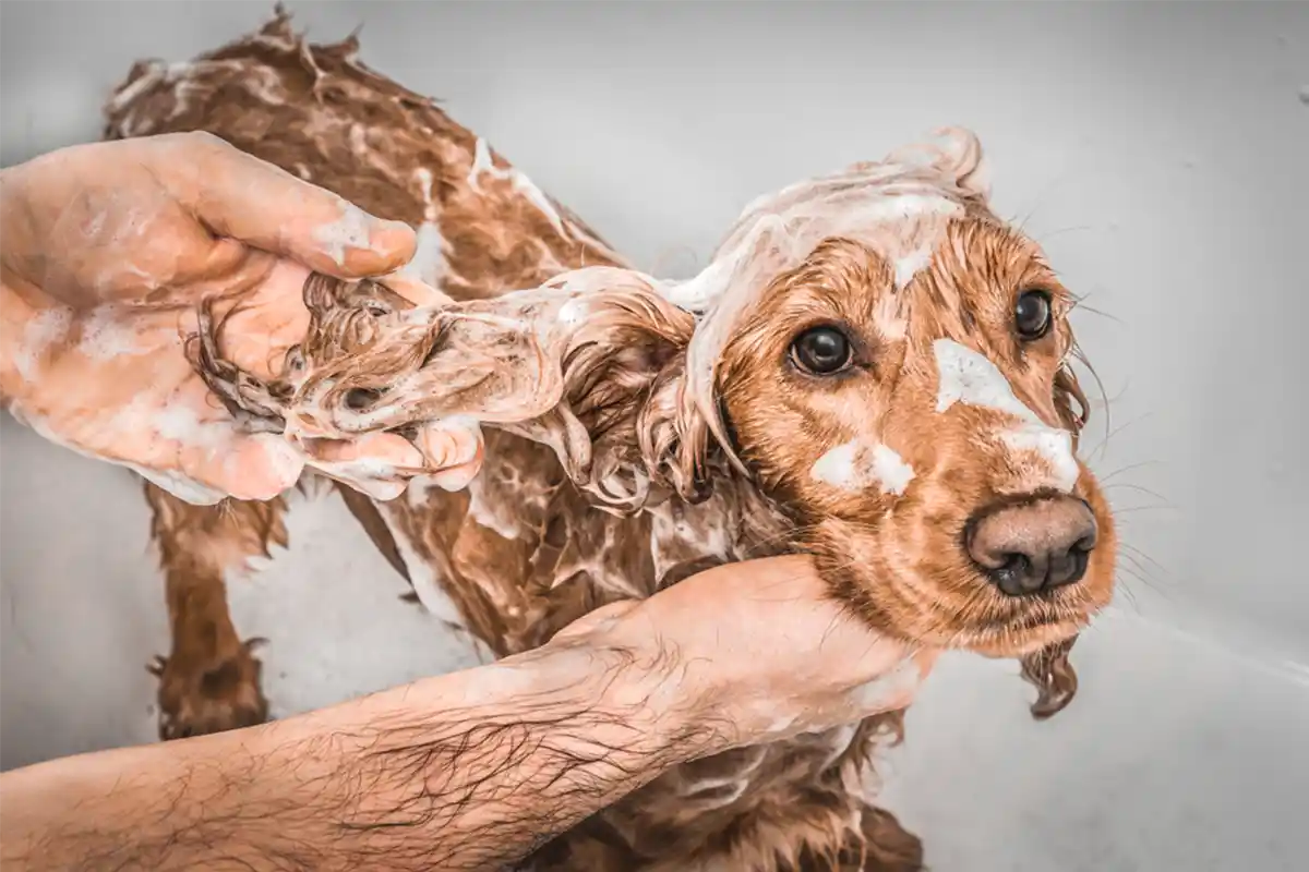 Spaniel puppy covered in soap foam during bath time