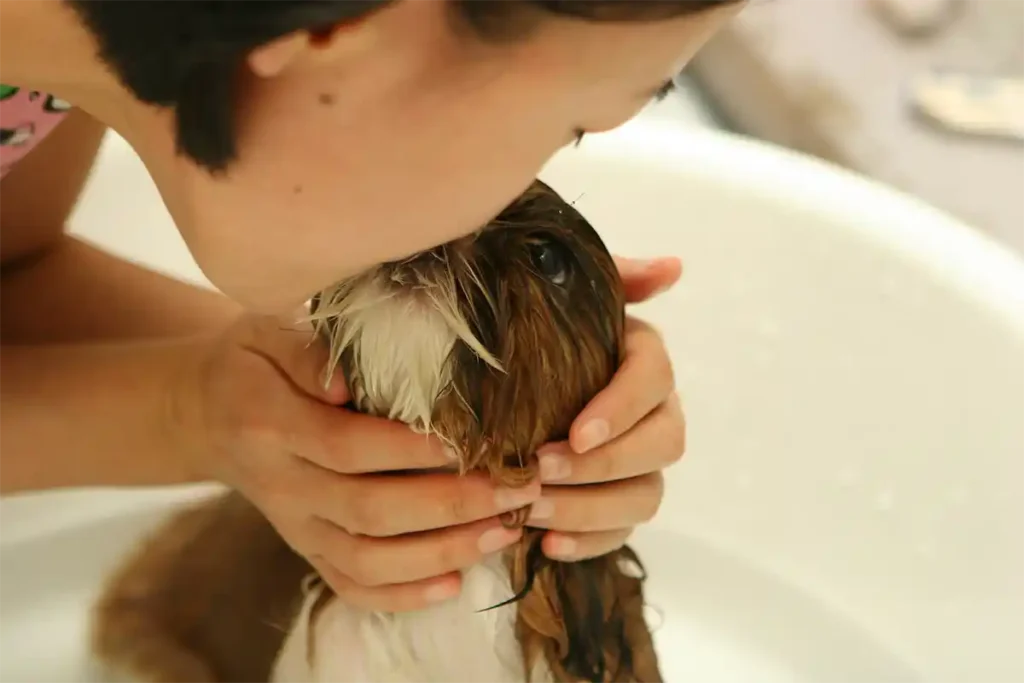 Owner lovingly kissing a Shih Tzu breed while bathing the dog