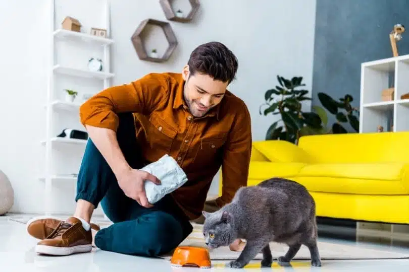 Man sitting in a living room feeding his anxious British Shorthair cat, who is sniffing the food hesitantly.