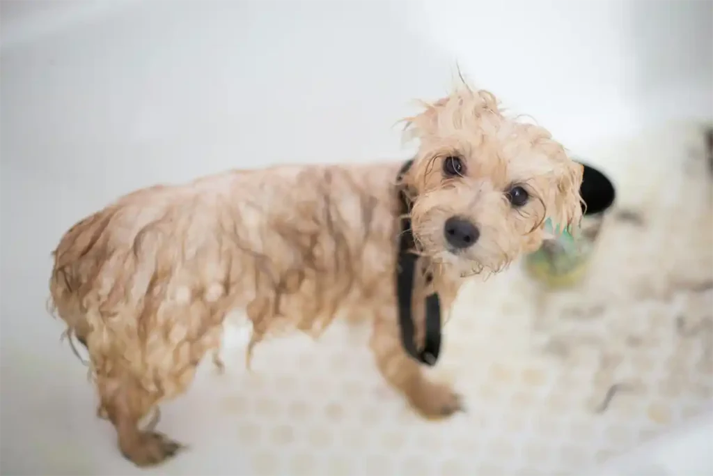 Wet white dog standing in bathtub, looking directly at camera