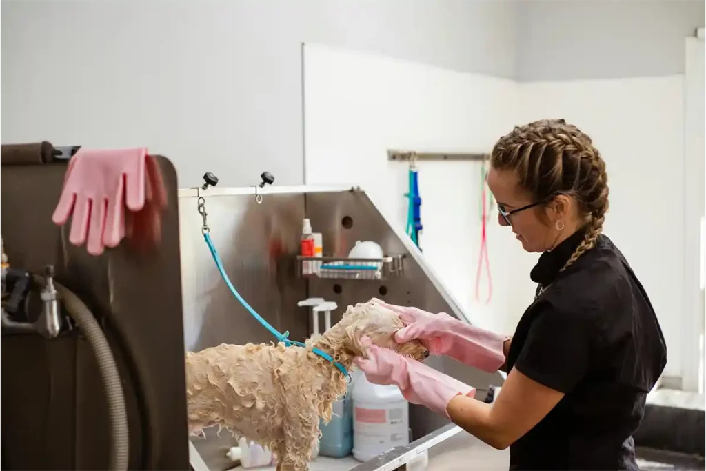 Professional dog groomer bathing a dog in a dedicated grooming station