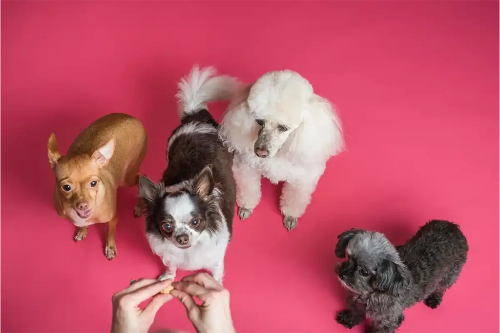 Various dog breeds looking at a groomer offering a treat against a pink background