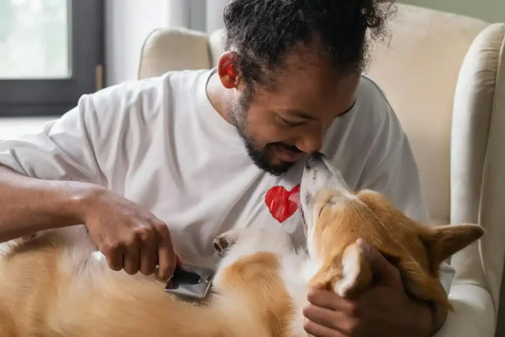 Owner affectionately grooming a Corgi on their lap