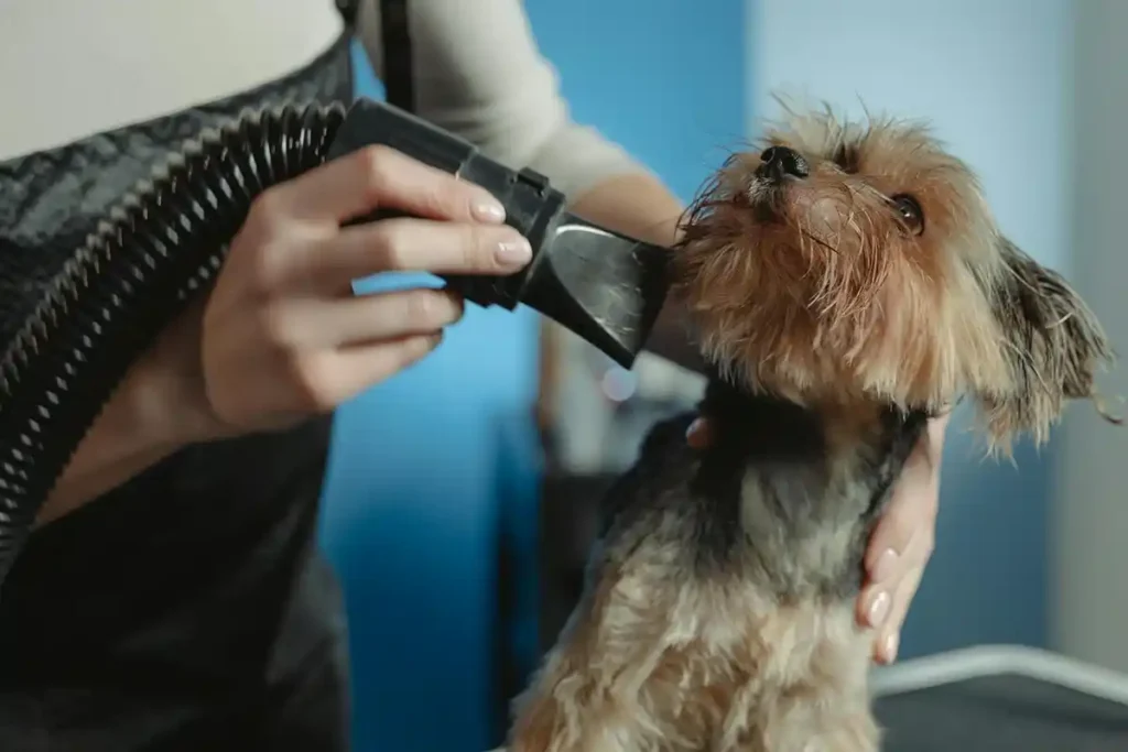 Yorkshire Terrier being blow-dried by a professional groomer at a grooming station