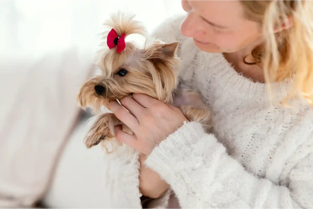 Owner in a white jersey holding a small Yorkshire Terrier puppy with a red bow in its hair.