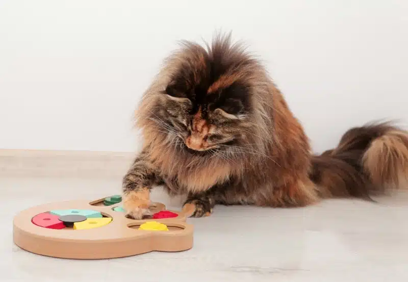 Maine Coon cat playing with an interactive toy, engaging in stimulating activity to reduce anxiety.