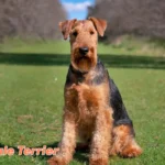 Airedale Terrier sitting outdoors with dignified posture, showcasing the breed's characteristic alertness and distinguished tan and black coat.