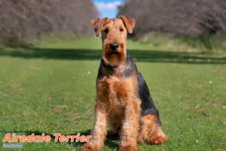 Airedale Terrier sitting outdoors with dignified posture, showcasing the breed's characteristic alertness and distinguished tan and black coat.