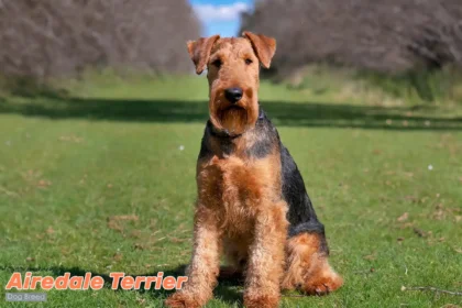 Airedale Terrier sitting outdoors with dignified posture, showcasing the breed's characteristic alertness and distinguished tan and black coat.