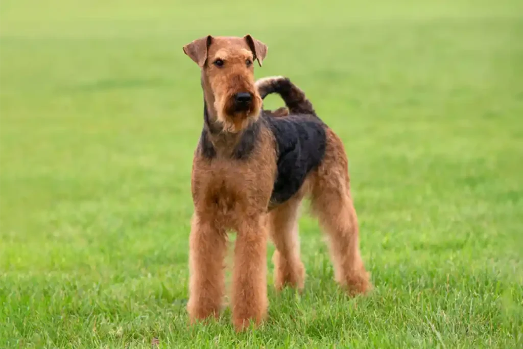Beautiful adult male Airedale Terrier standing on a well-maintained lawn, showcasing a perfectly groomed coat.