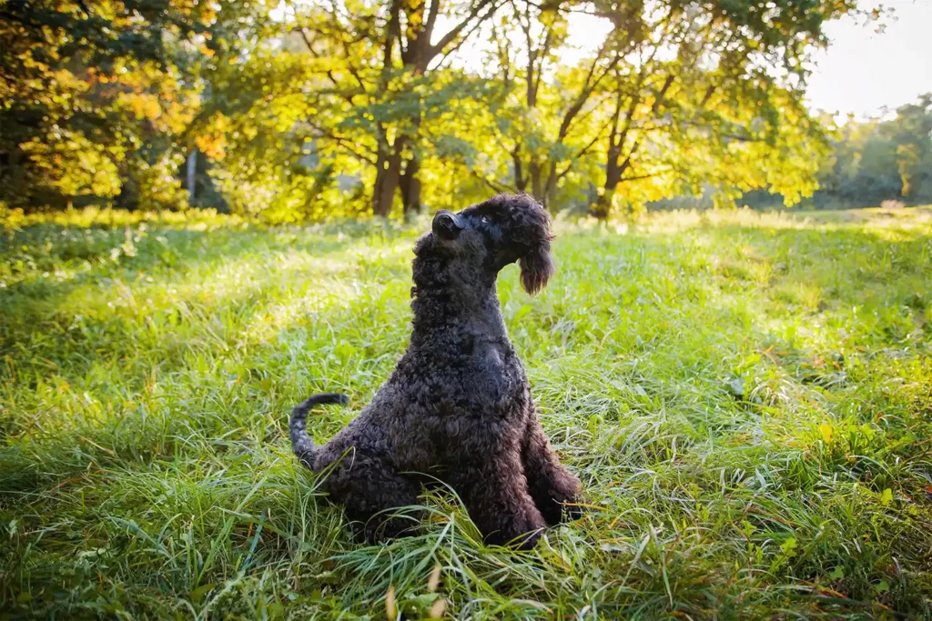 Kerry Blue Terrier sitting attentively on green grass surrounded by trees at a rural farm setting