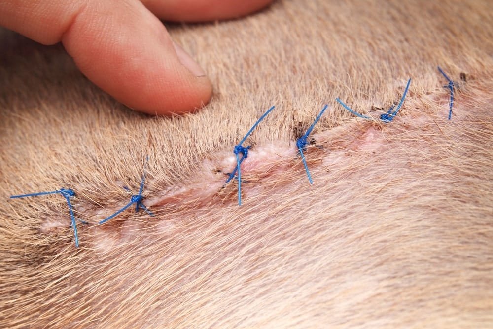 Close-up of a healthy cat's suture line post-surgery, showcasing dry blood crusts, no redness, no swelling, and intact stitches – ideal recovery example for Pet Post-Surgery Care.