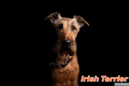 Irish Terrier sitting attentively with alert expression against black background, showcasing the breed's characteristic red coat and distinguished profile