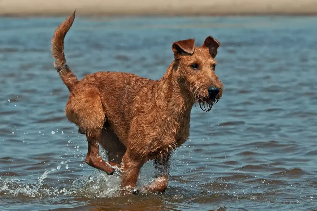 Irish Terrier sitting attentively with alert expression against black background, showcasing the breed's characteristic red coat and distinguished profile